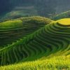 vietnam rice fields