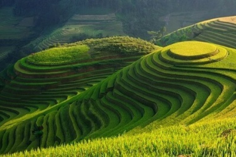 vietnam rice fields