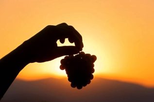 varietal grape sunset